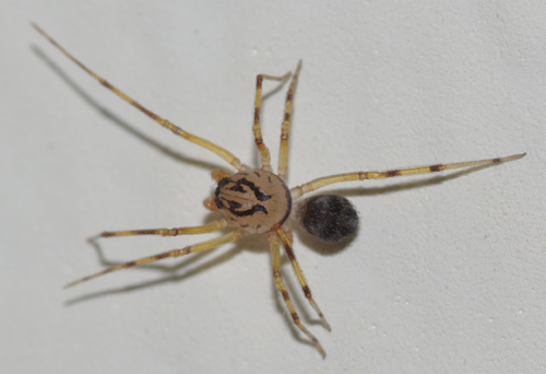 Scytodes velutina